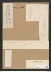 Gomphonema herculeanum Ehr. (de-Toni-Nr.: Genus 37, Species 1724) Zeichnungen Sammlung Grunow Nr. 3350 (NHMW-BOT-W0370860)